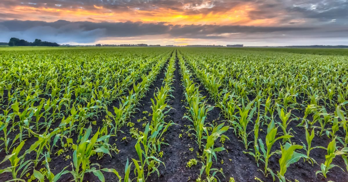 A vibrant corn field at sunset with a dramatic cloudy sky